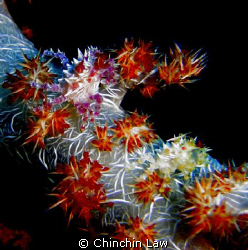 purple & yellow soft coral crabs at Bunaken by Chinchin Law 